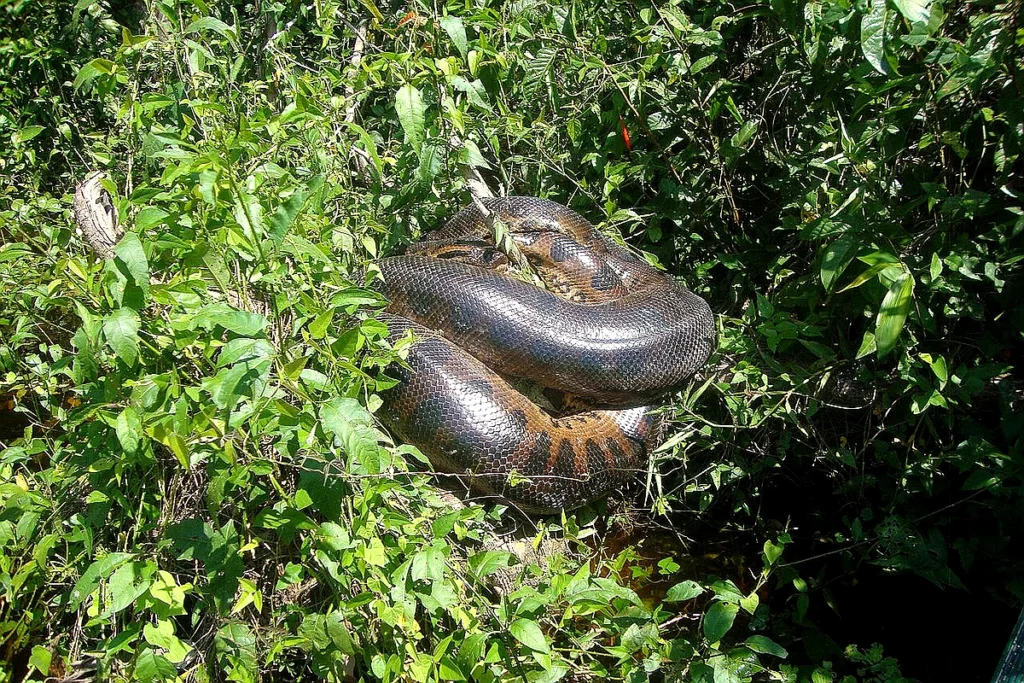 Giant Anaconda Amazon