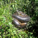 Giant Anaconda Amazon
