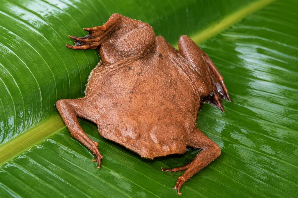 Surinam toad (pipa pipa) tropical frog