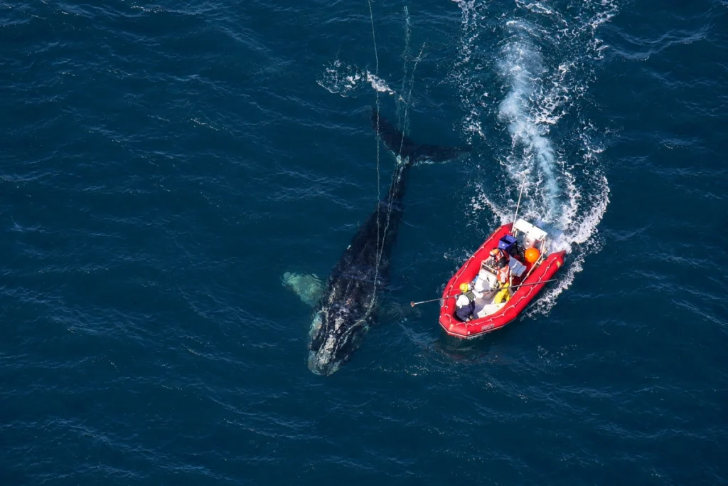 Whale rescue volunteers freeing tangled whale from fishing ropes.