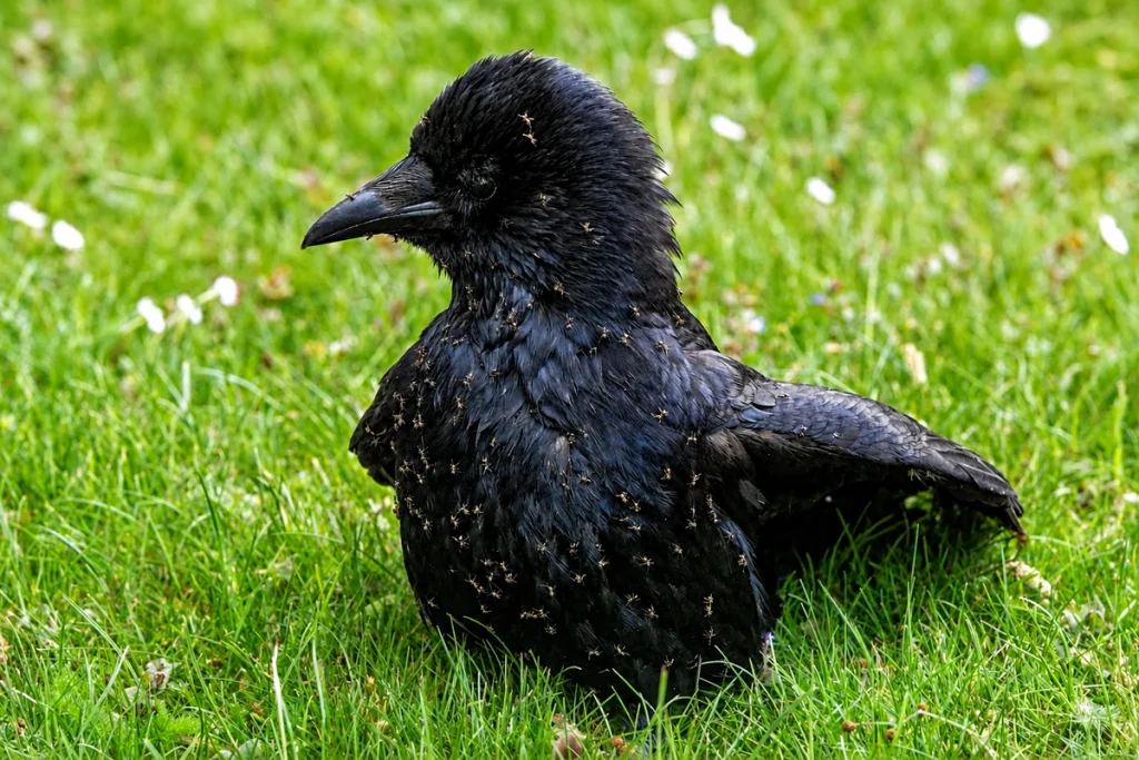 Crow bathing in Ants