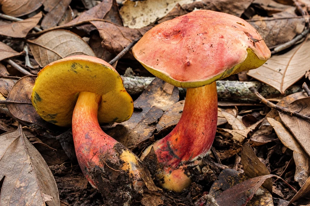 Lanmaoa asiatica mushroom