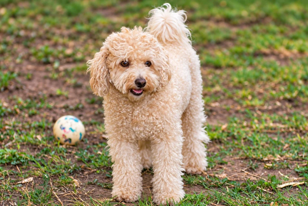 Poodle Dog