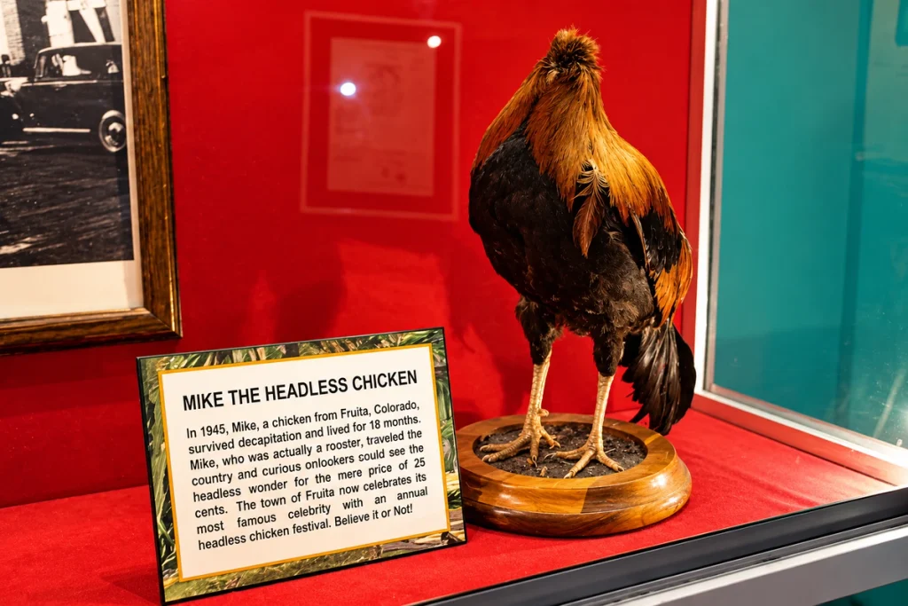Mike the Headless Chicken